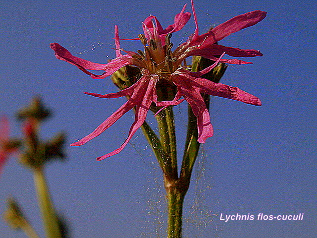 Ragged Robin